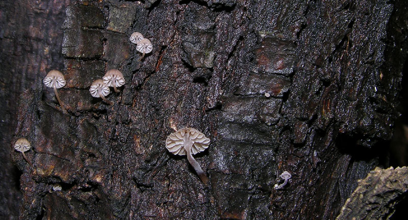 5 giorni d''acqua...poi i funghi (25 novembre)